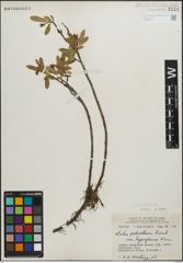 Foto von Salix pedicellaris Pursh